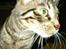 Huskat Feline - Close up!
