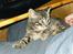 Huskat Feline - Ligger og hviler...