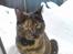 Huskat Gaia - Vinter-tigeren (23 feb. 2007)