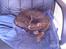 Huskat Feline - Sover på mors cowboybukser