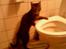 Huskat Feline - Jeg kan da også drikke af kummen :)