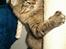Maine Coon Tazz Tilbage ved ejer