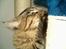 Maine Coon Tazz Tilbage ved ejer