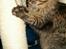 Maine Coon Tazz Tilbage ved ejer