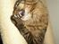 Maine Coon Tazz Tilbage ved ejer