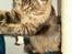 Maine Coon Tazz Tilbage ved ejer