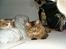 Maine Coon Tazz Tilbage ved ejer