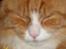 Maine Coon Lucas - Rækker lige tunge af fotografen