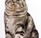 British Shorthair Qaiser