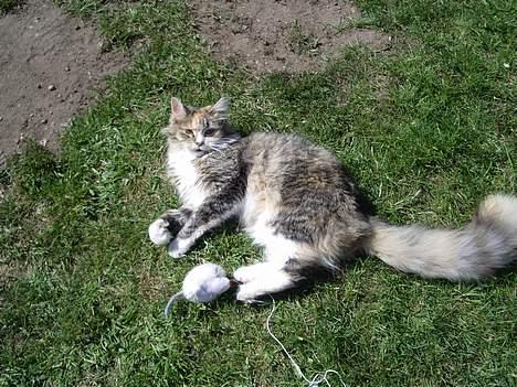 Blanding af racer Norsk skovkat Sille - Kom nu vil du ikke lege med mig. billede 6