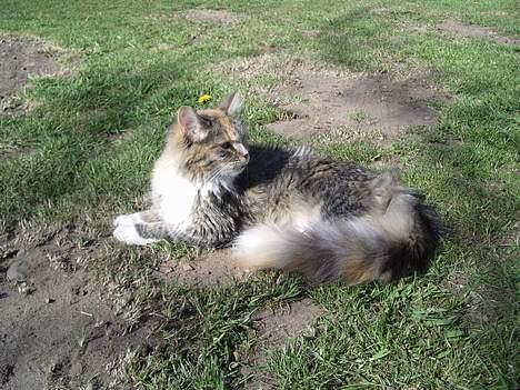 Blanding af racer Norsk skovkat Sille - Jeg nyder bare det gode vejr. billede 7