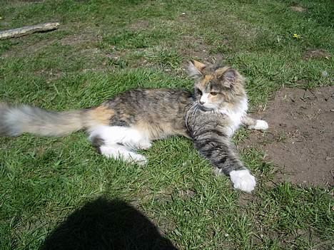 Blanding af racer Norsk skovkat Sille - Ligger og slikker solskin. billede 8