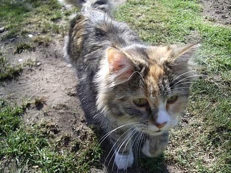 Blanding af racer Norsk skovkat Sille - Kom lige tætter på hva? billede 9