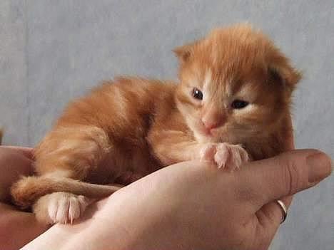 Blanding af racer  Maincoon Sigurd billede 16