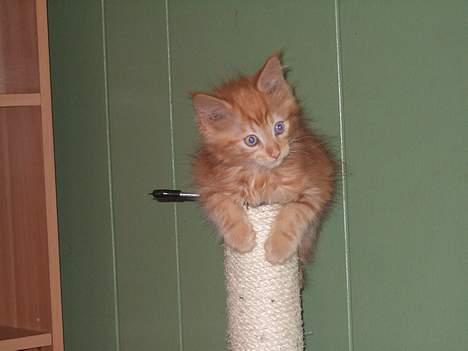 Blanding af racer  Maincoon Sigurd billede 17