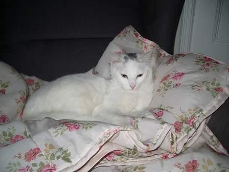 Huskat Gismo - Ihh hvor ligger jeg blødt. billede 1