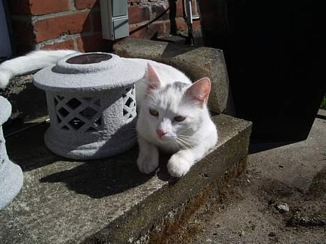 Huskat Gismo - Shhh jeg ligger på lur. billede 2