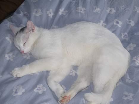 Huskat Gismo - zzzzz zzzzzzzzzzzzzzz zzzzzzzzzzzzzz. billede 3