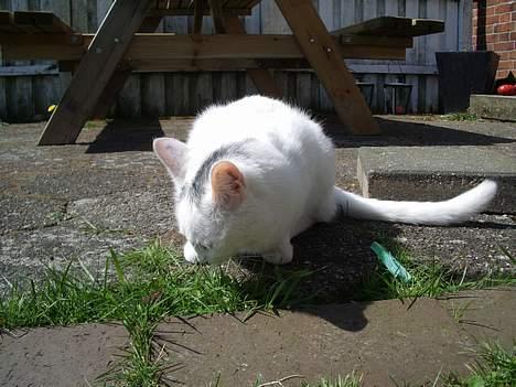 Huskat Gismo - Uhm min livret græs. billede 4