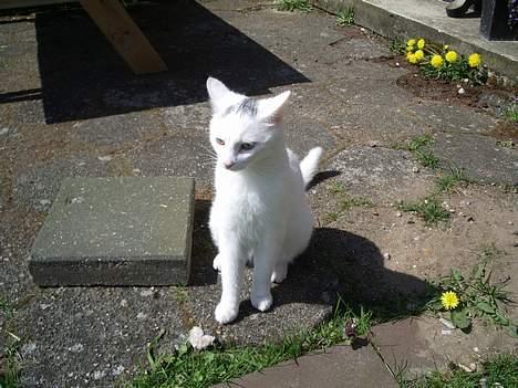 Huskat Gismo billede 5