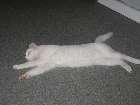 Huskat Gismo - Jeg flader ud. billede 6