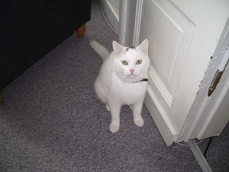 Huskat Gismo billede 7