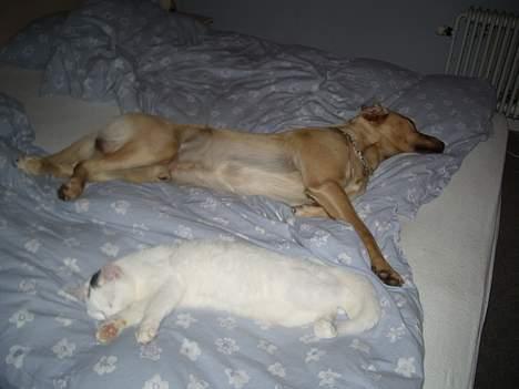 Huskat Gismo - Her ligger jeg med min bedste ven, som har sneget sig op i sengen. billede 8