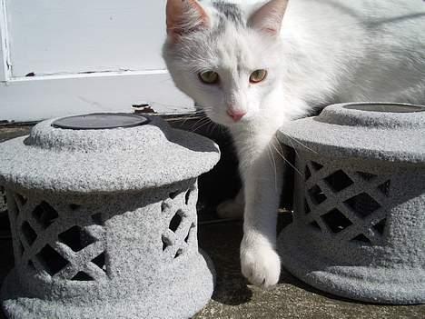 Huskat Gismo billede 9