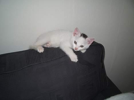 Huskat Gismo - Lille og fræk. billede 10