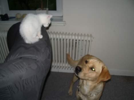 Huskat Gismo - Første dag i mit nye hjem, min nu bedste ven skal lige se mig an. billede 11