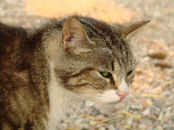 Huskat Sønderstrands Babe billede 1