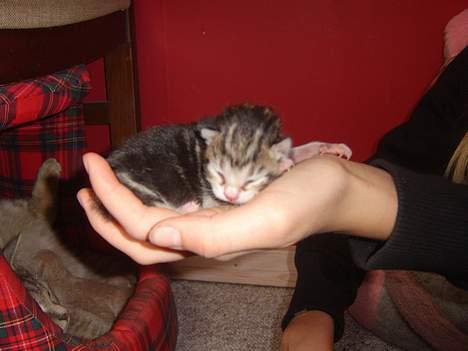 Huskat Sønderstrands Babe billede 2