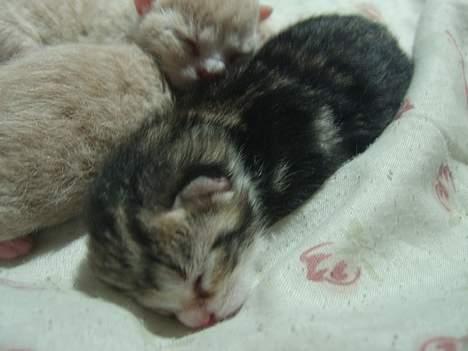 Huskat Sønderstrands Babe billede 3