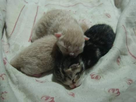 Huskat Sønderstrands Babe billede 4