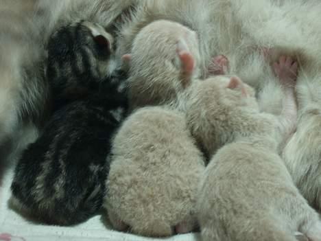 Huskat Sønderstrands Babe billede 5