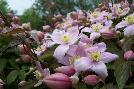 Huskat Frida billede 15