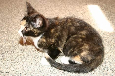 Blanding af racer Stella(har den ikke mere) billede 5