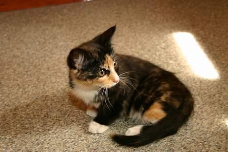 Blanding af racer Stella(har den ikke mere) billede 6