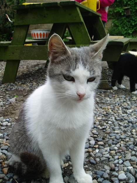 Blanding af racer Beauty†DØD† - Heeij jeg hedder Beauty billede 1