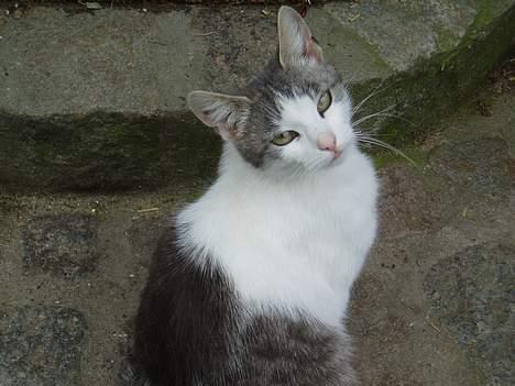 Blanding af racer Beauty†DØD† - er jeg ikke søød ?  billede 2