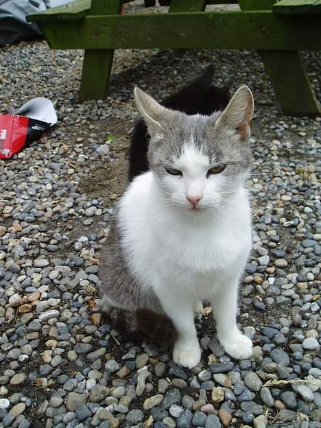 Blanding af racer Beauty†DØD† - her siider jeg bare lii og kigger  billede 3