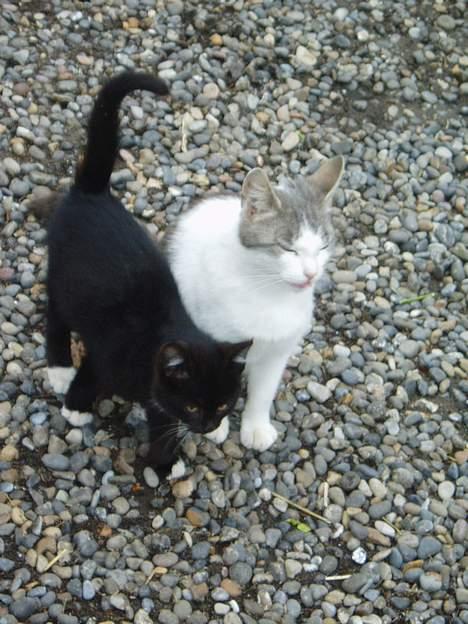 Blanding af racer Beauty†DØD† - åhhh det er min lille bror  billede 4