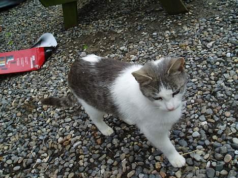 Blanding af racer Beauty†DØD† - ej ikk lii nu  billede 5