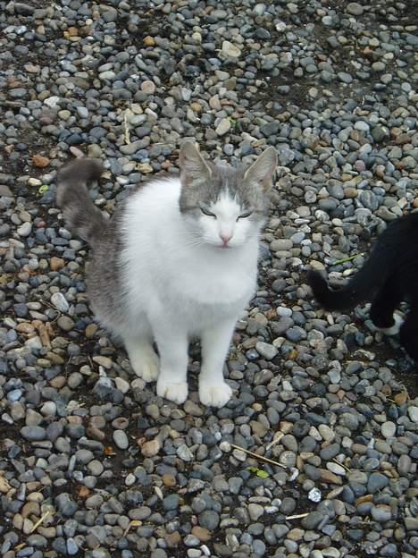 Blanding af racer Beauty†DØD† - ha jeg lukker bare øjnene  billede 6