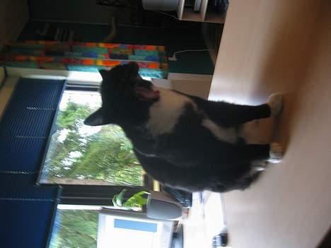 Huskat Anton billede 10