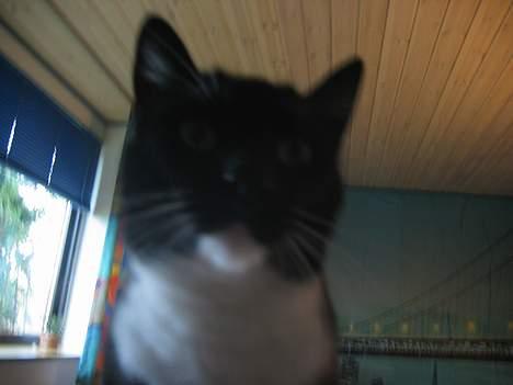 Huskat Anton billede 11