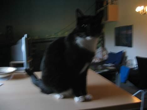 Huskat Anton billede 12