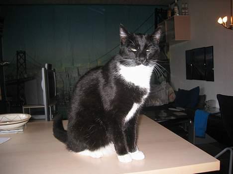 Huskat Anton billede 13