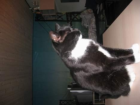 Huskat Anton billede 14