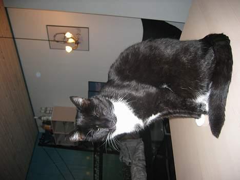 Huskat Anton billede 15